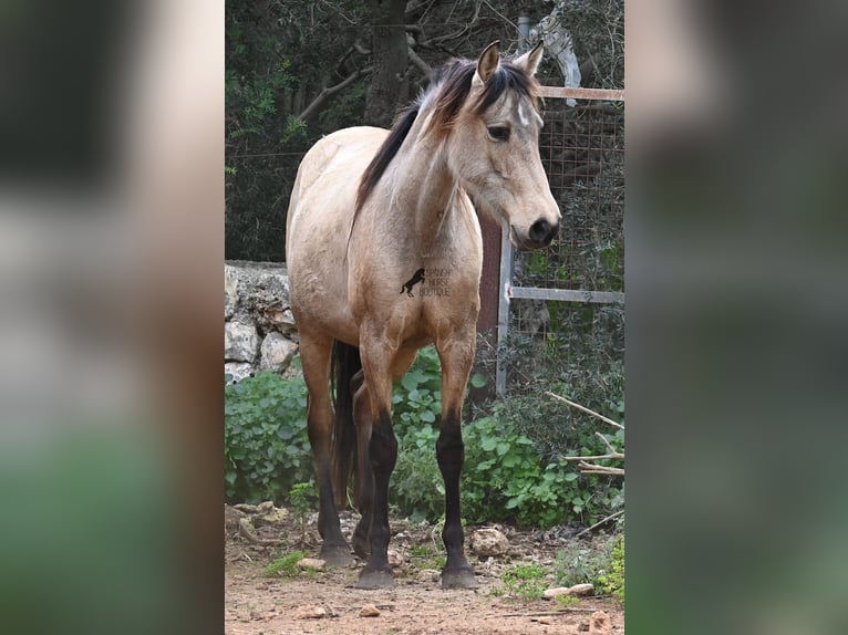 Andalusian Mare 7 years 15,1 hh Dun in Mallorca