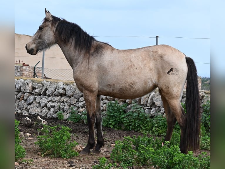 Andalusian Mare 7 years 15,1 hh Dun in Mallorca