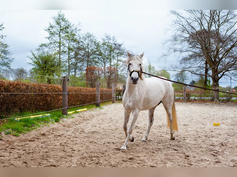 Andalusian Mare 7 years 15,1 hh Gray in Leezdorf