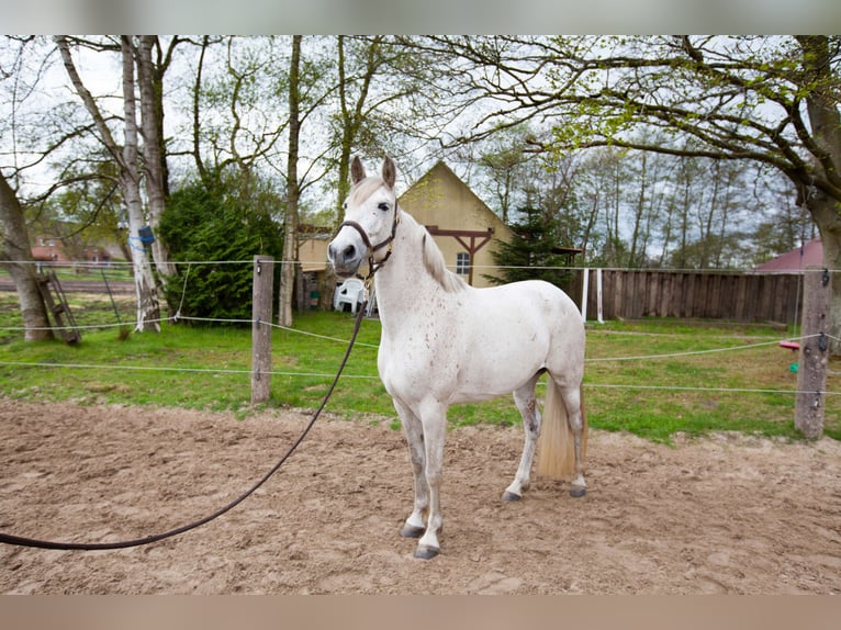Andalusian Mare 7 years 15,1 hh Gray in Leezdorf