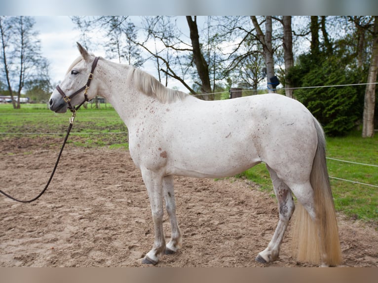 Andalusian Mare 7 years 15,1 hh Gray in Leezdorf