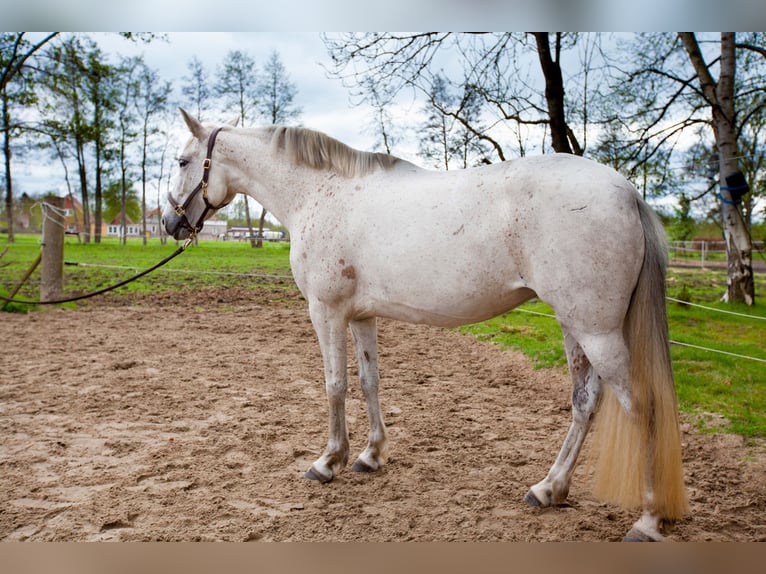Andalusian Mare 7 years 15,1 hh Gray in Leezdorf