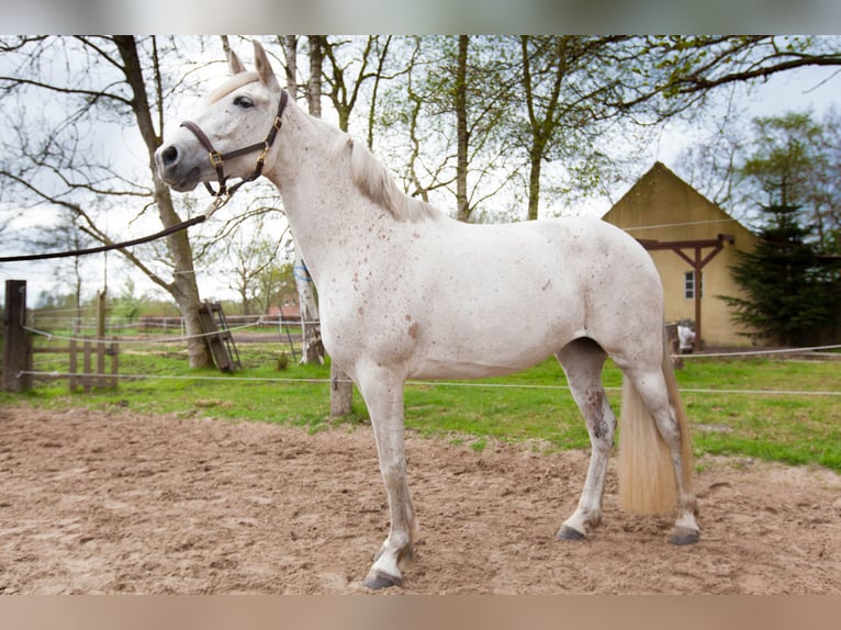 Andalusian Mare 7 years 15,1 hh Gray in Leezdorf