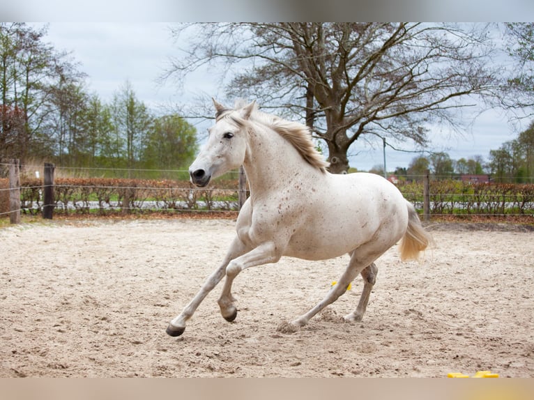 Andalusian Mare 7 years 15,1 hh Gray in Leezdorf