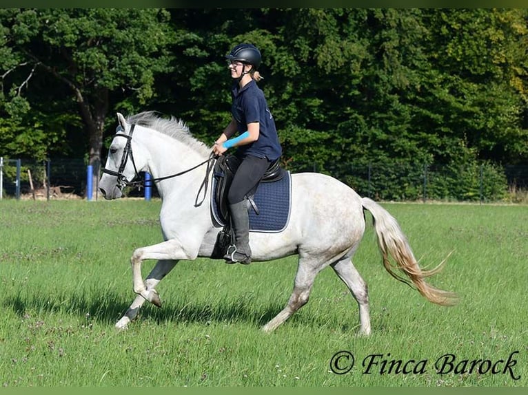 Andalusian Mare 7 years 15,1 hh Grey in Wiebelsheim