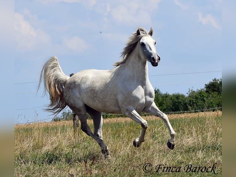 Andalusian Mare 7 years 15,1 hh Grey in Wiebelsheim