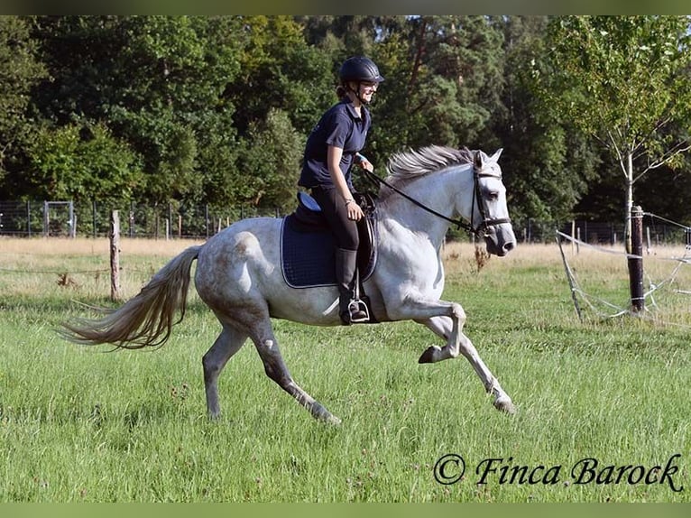 Andalusian Mare 7 years 15,1 hh Grey in Wiebelsheim