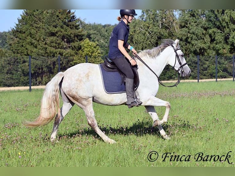Andalusian Mare 7 years 15,1 hh Grey in Wiebelsheim