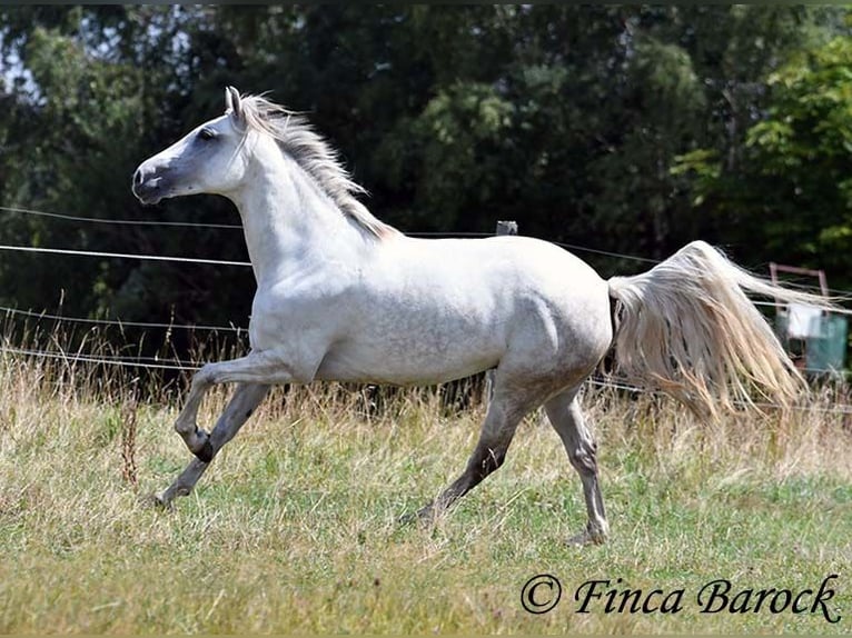 Andalusian Mare 7 years 15,1 hh Grey in Wiebelsheim