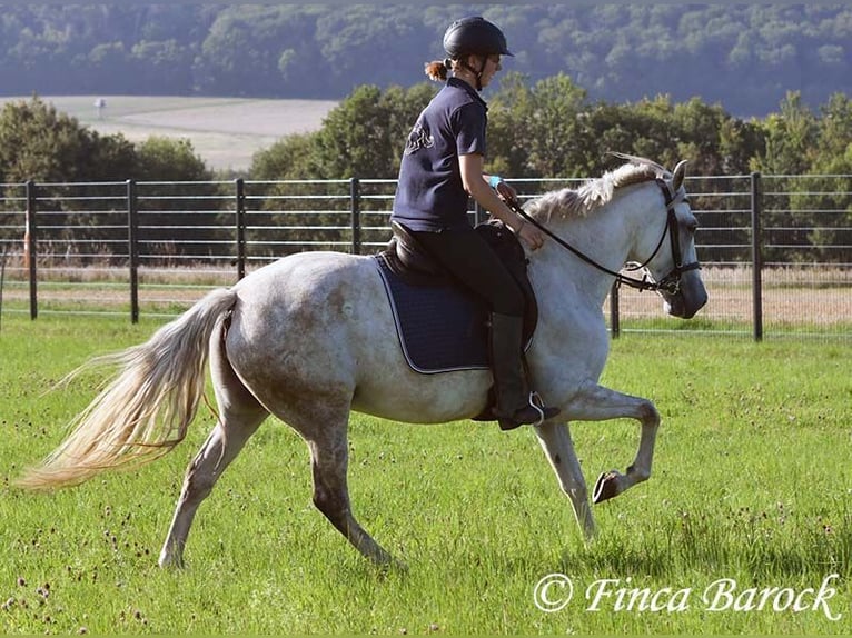 Andalusian Mare 7 years 15,1 hh Grey in Wiebelsheim