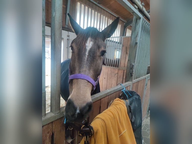 Andalusian Mare 7 years 15,2 hh Dun in Taufkirchen