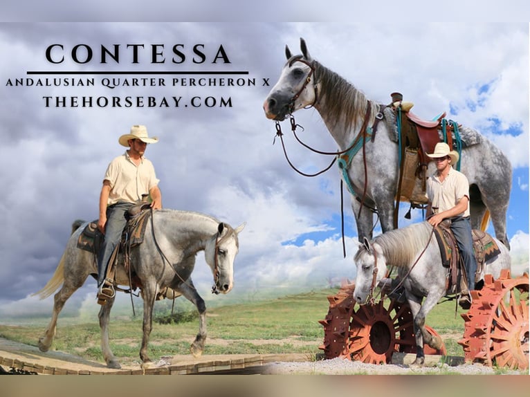 Andalusian Mix Mare 7 years 15,2 hh Grey-Dapple in Fort Collins, CO