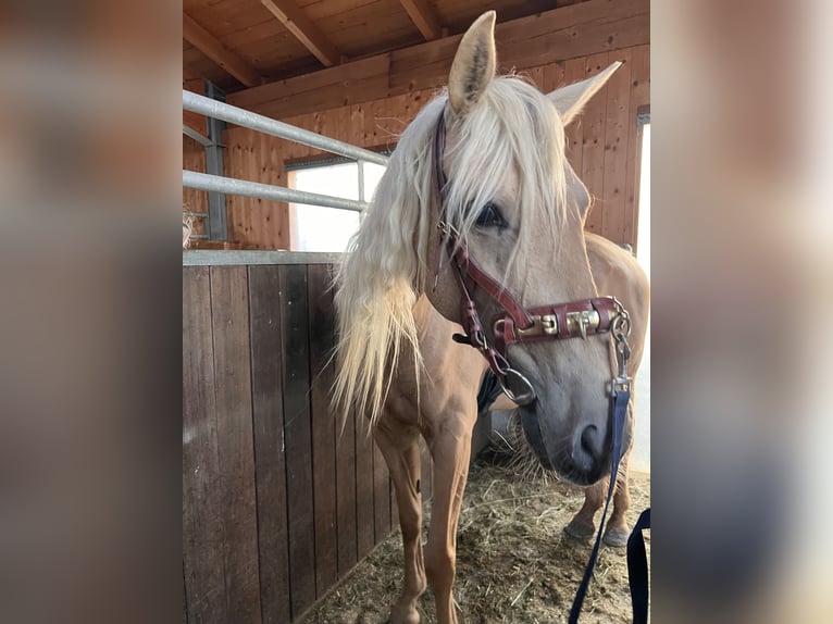 Andalusian Mare 7 years 15,2 hh Palomino in Strasswalchen