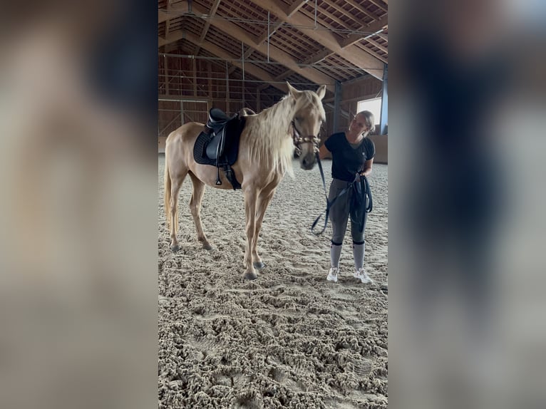 Andalusian Mare 7 years 15,2 hh Palomino in Strasswalchen