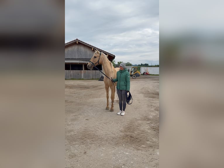 Andalusian Mare 7 years 15,2 hh Palomino in Strasswalchen