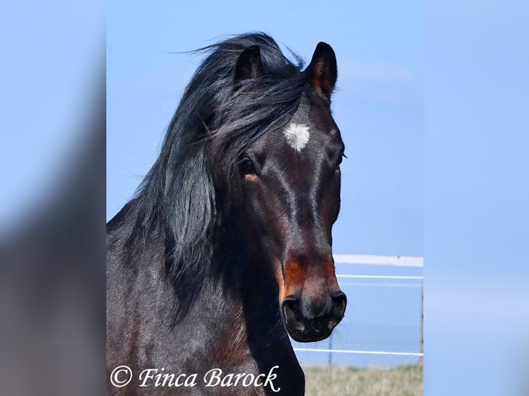 Andalusian Mare 7 years 15,2 hh Smoky-Black in Wiebelsheim