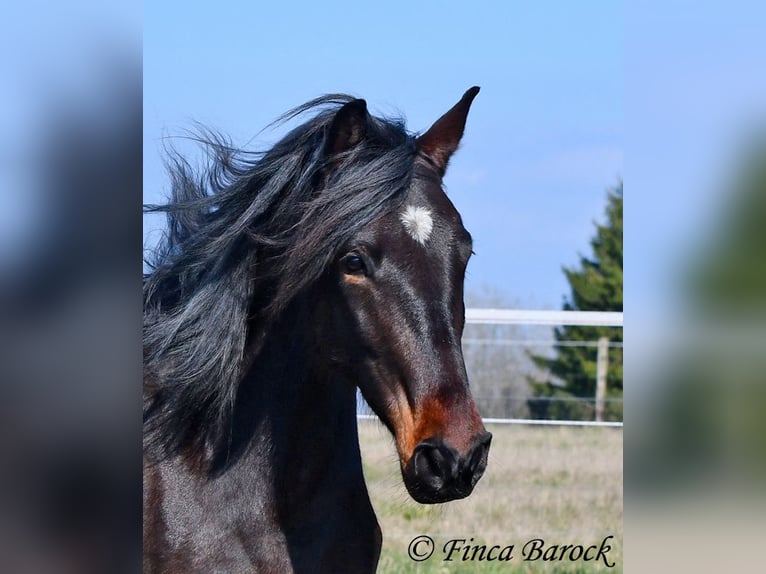 Andalusian Mare 7 years 15,2 hh Smoky-Black in Wiebelsheim