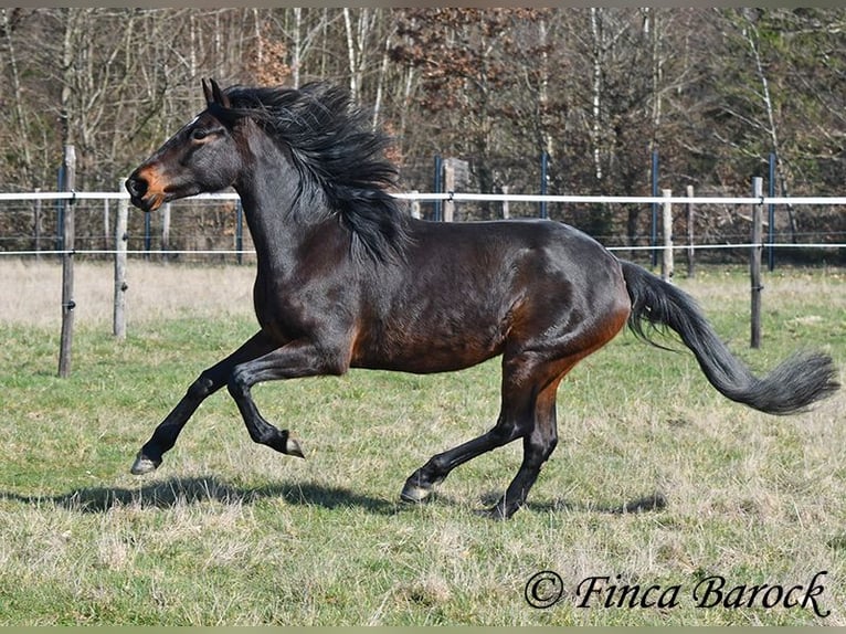 Andalusian Mare 7 years 15,2 hh Smoky-Black in Wiebelsheim