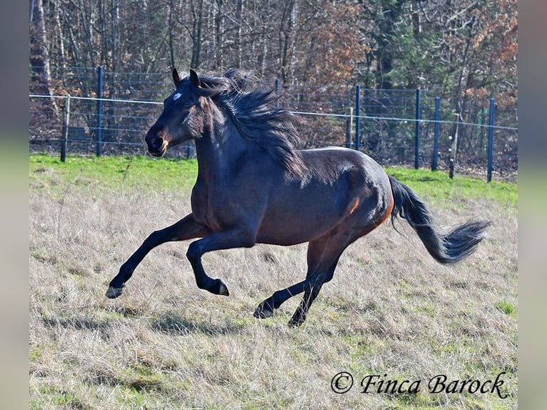 Andalusian Mare 7 years 15,2 hh Smoky-Black in Wiebelsheim