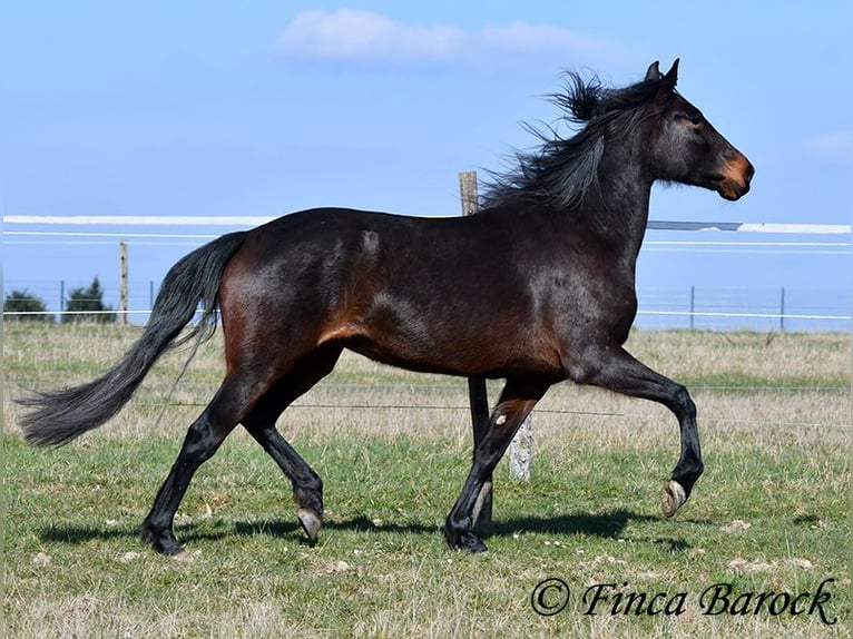 Andalusian Mare 7 years 15,2 hh Smoky-Black in Wiebelsheim