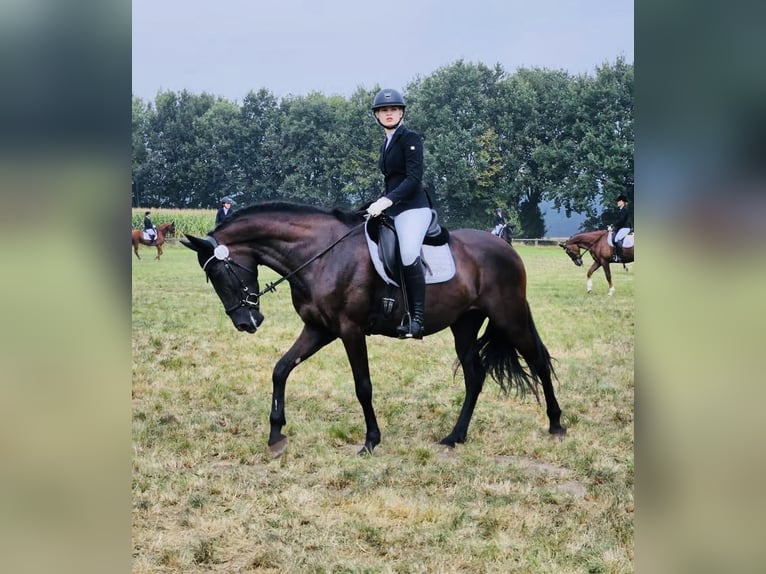 Andalusian Mare 7 years 16,1 hh Black in Sottrum