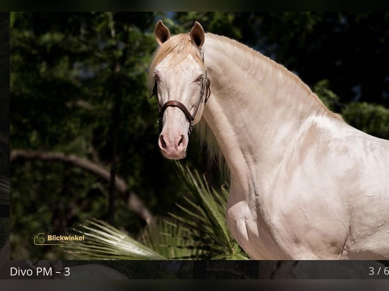 Andalusian Mare 7 years 16,2 hh Dun in Copons