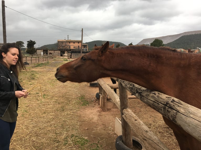 Andalusian Mare 7 years 16,2 hh Dun in Copons