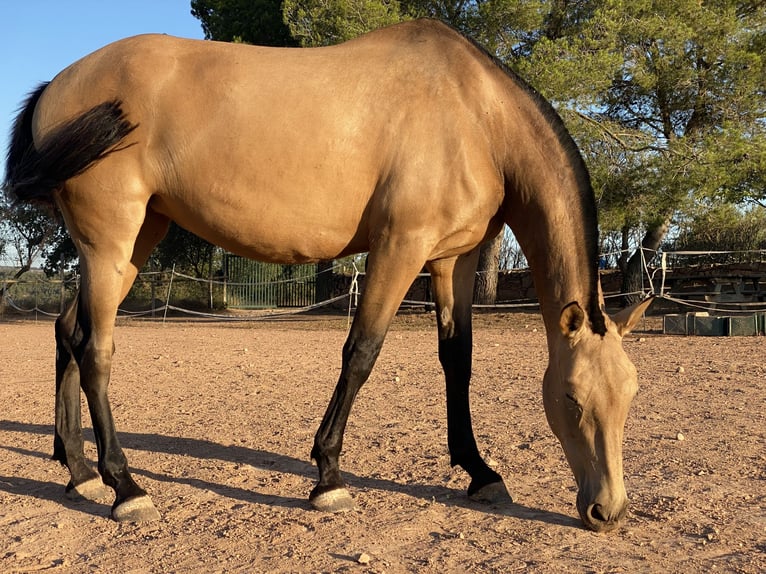 Andalusian Mare 7 years 16,2 hh Dun in Copons