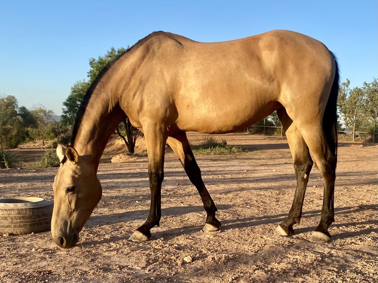 Andalusian Mare 7 years 16,2 hh Dun in Copons