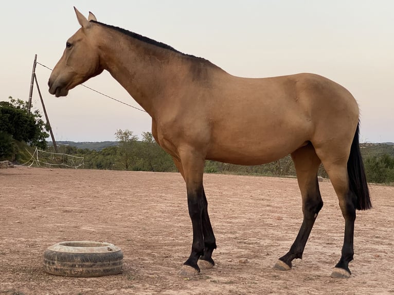 Andalusian Mare 7 years 16,2 hh Dun in Copons