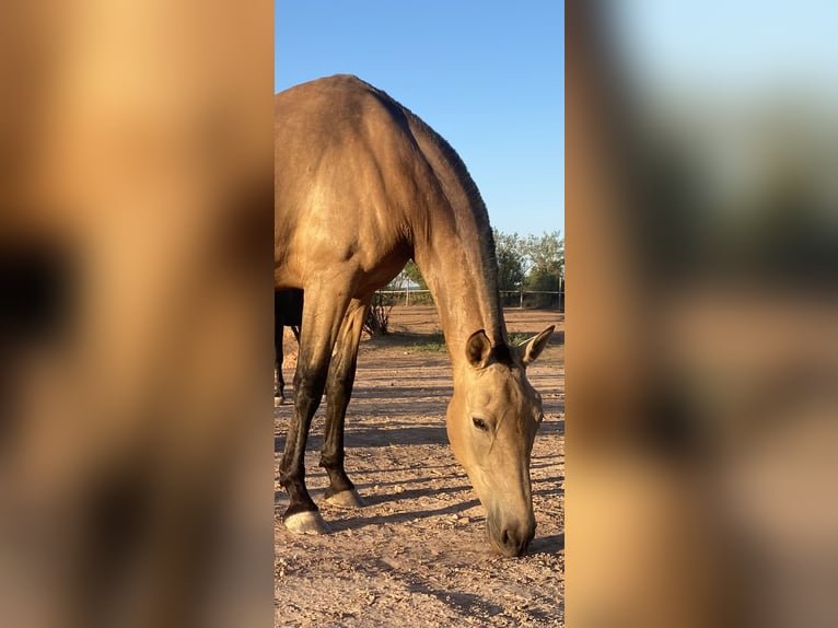 Andalusian Mare 7 years 16,2 hh Dun in Copons