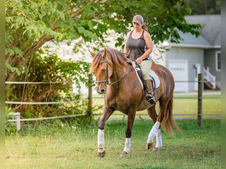 Andalusian Mare 7 years 16 hh Buckskin in Houston