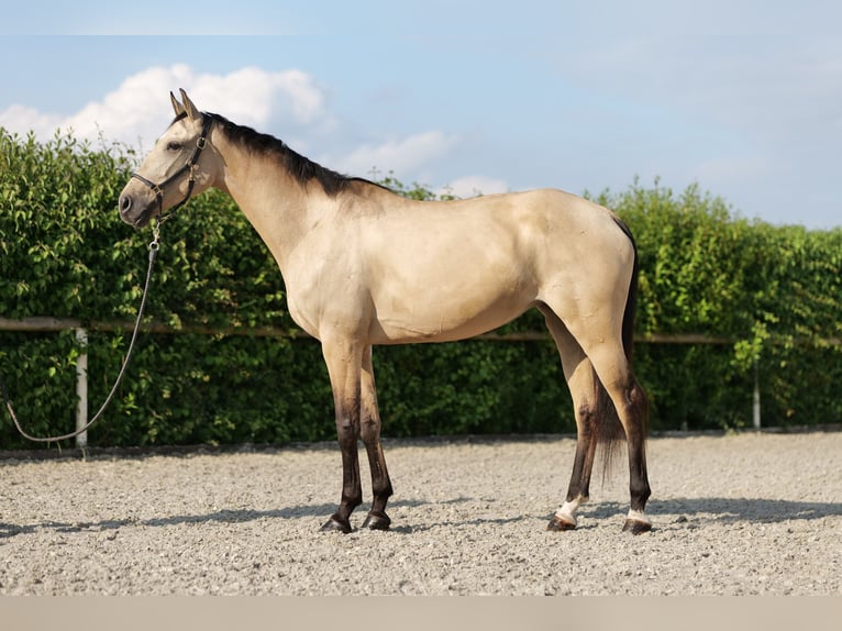 Andalusian Mare 7 years 16 hh Dun in Neustadt (Wied)
