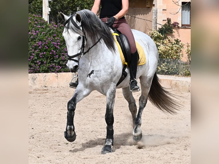 Andalusian Mare 7 years 16 hh Gray in Mallorca