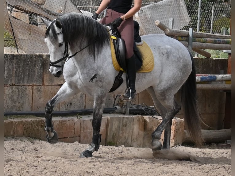 Andalusian Mare 7 years 16 hh Gray in Mallorca