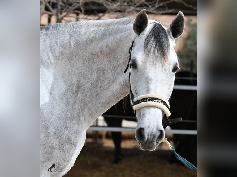 Andalusian Mare 7 years 16 hh Gray in Mallorca