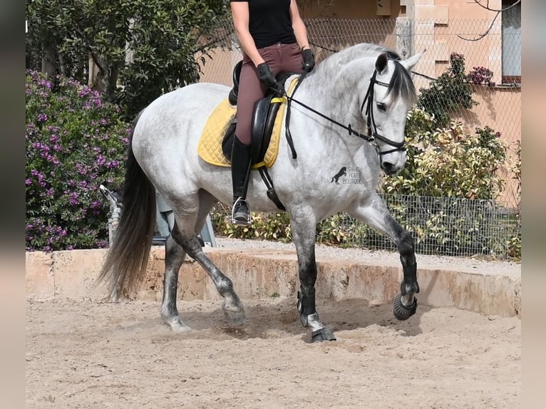 Andalusian Mare 7 years 16 hh Gray in Mallorca