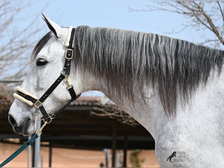 Andalusian Mare 7 years 16 hh Gray in Mallorca