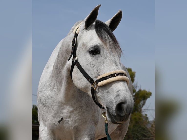 Andalusian Mare 7 years 16 hh Gray in Mallorca