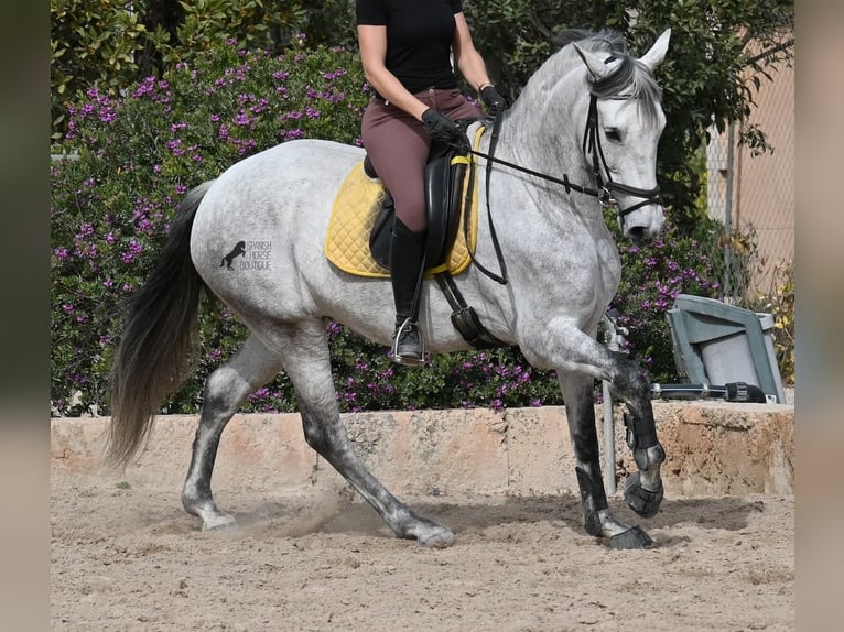 Andalusian Mare 7 years 16 hh Gray in Mallorca