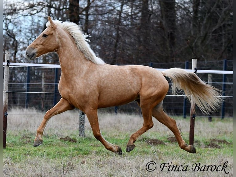 Andalusian Mare 7 years 16 hh Palomino in Wiebelsheim