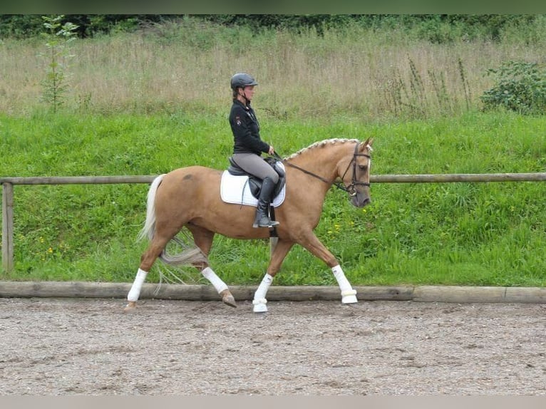 Andalusian Mare 7 years 16 hh Palomino in Wellheim