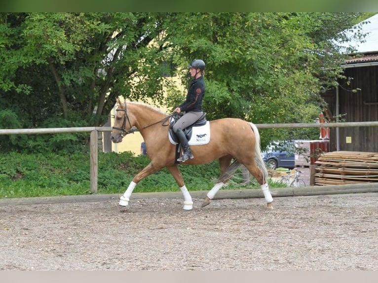 Andalusian Mare 7 years 16 hh Palomino in Wellheim