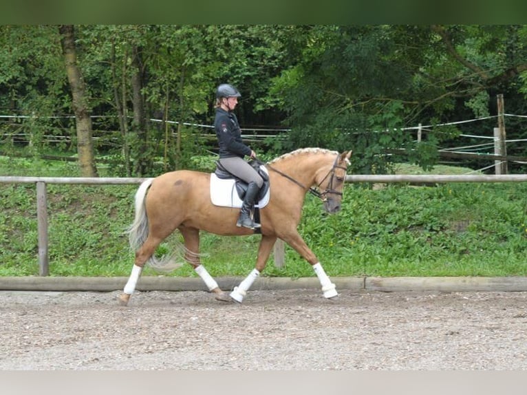 Andalusian Mare 7 years 16 hh Palomino in Wellheim