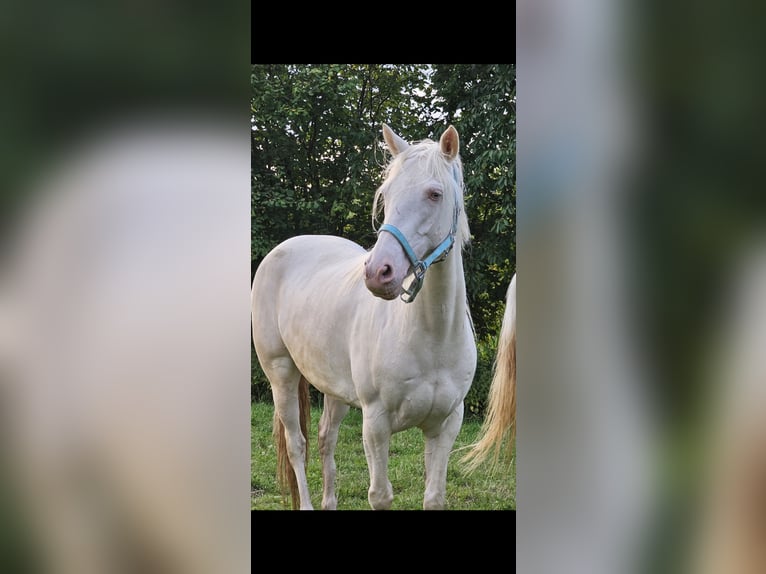 Andalusian Mare 8 years 14.2 hh Cremello in Haltern am See