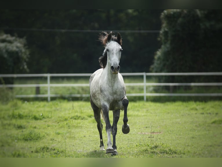 Dapple grey Andalusian stallion running in arena - Stock Image