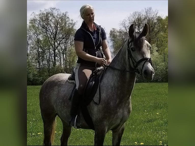 Andalusian Mix Mare 8 years 14,2 hh Gray-Dapple in Herrnhut
