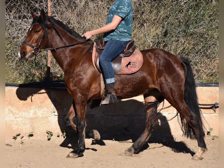 Andalusian Mare 8 years 14,3 hh Brown in Mallorca