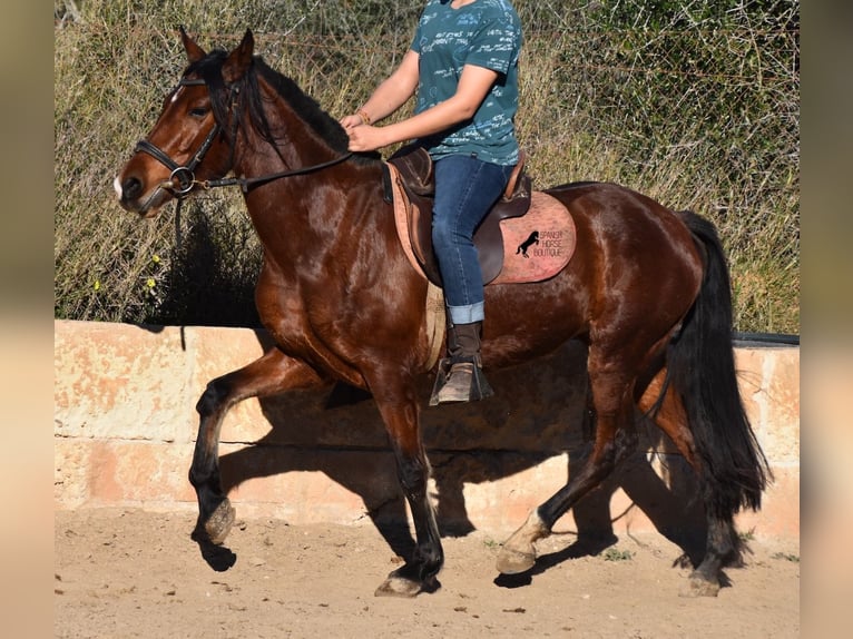 Andalusian Mare 8 years 14,3 hh Brown in Mallorca