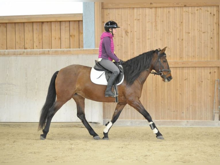 Andalusian Mare 8 years 15,1 hh Brown in Wellheim